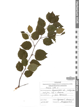 VOR 0025231