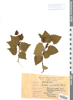 VOR 0025227