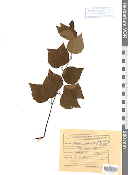 VOR 0025226