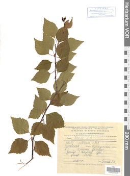 VOR 0025225