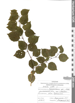 VOR 0025224