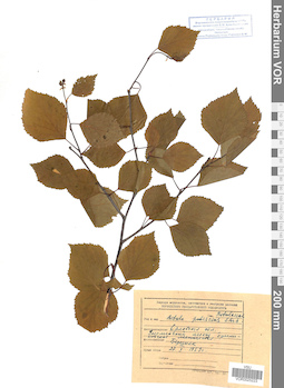 VOR 0025223