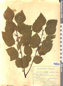 VOR 0025221