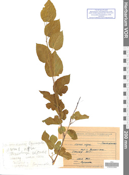 VOR 0022684