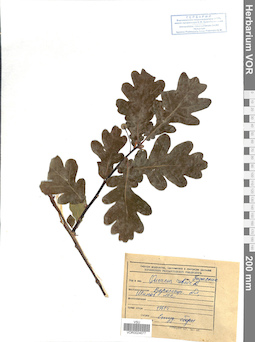 VOR 0024077