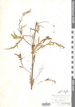 VOR 0023039