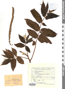 VOR 0024965