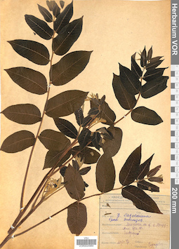 VOR 0024964