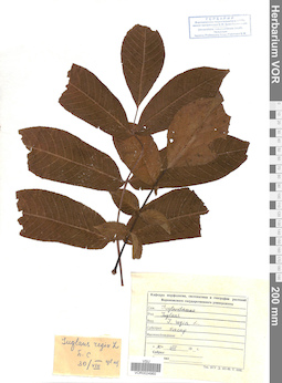 VOR 0024960