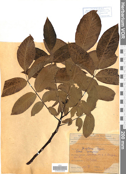 VOR 0024959