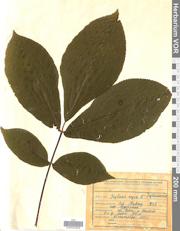 VOR 0024958