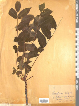 VOR 0024957
