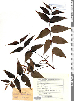 VOR 0024956