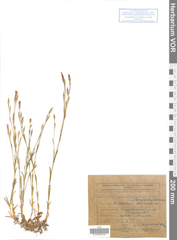 VOR 0008787