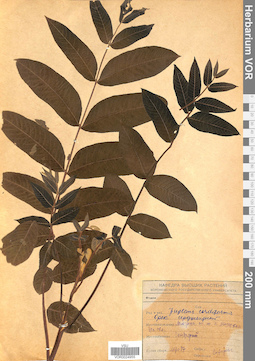 VOR 0024955