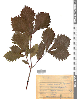 VOR 0042557
