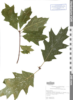 VOR 0042246