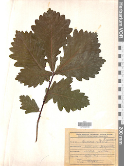 VOR 0026168