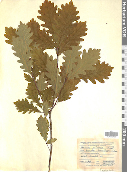 VOR 0024080