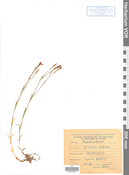 VOR 0008447