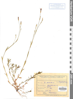 VOR 0008445