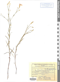 VOR 0008443