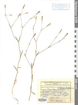 VOR 0008442