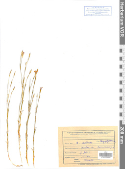 VOR 0008440