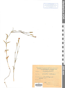 VOR 0008439