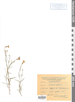 VOR 0008438