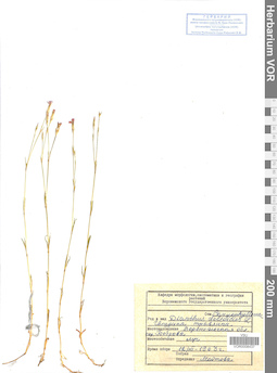 VOR 0008437