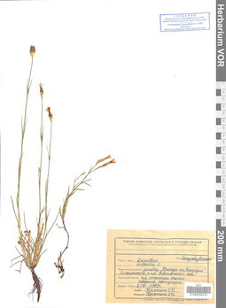 VOR 0008433