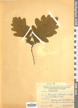 VOR 0024073