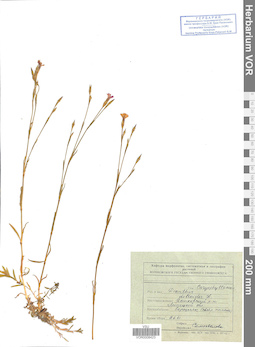 VOR 0008423