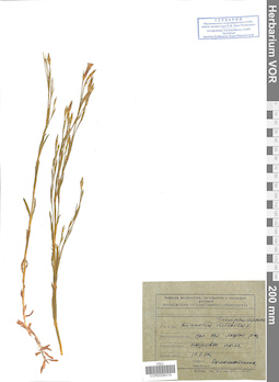 VOR 0008419