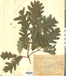 VOR 0024072