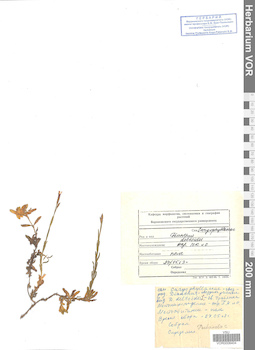 VOR 0008404