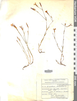 VOR 0008391