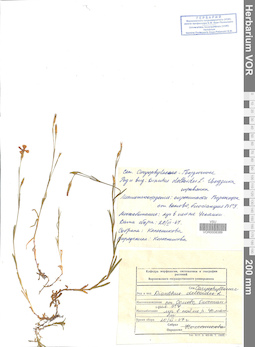 VOR 0008389