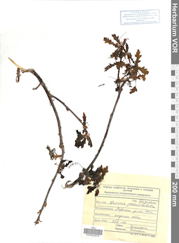 VOR 0024075