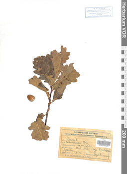VOR 0024070