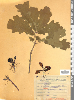 VOR 0024067