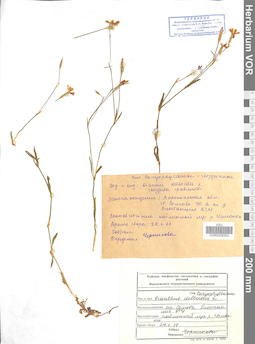 VOR 0008293