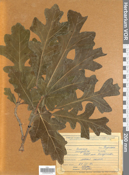 VOR 0024079