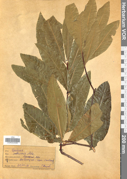 VOR 0024065