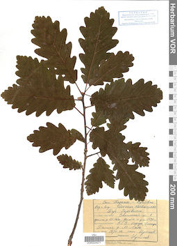 VOR 0024071
