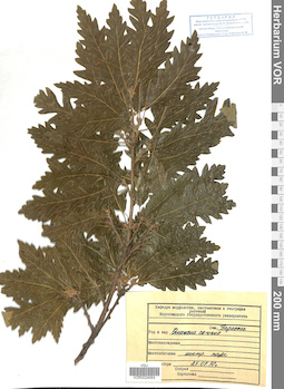 VOR 0024064