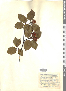 VOR 0025264