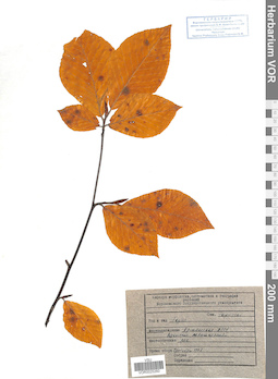 VOR 0025260