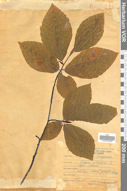 VOR 0025259